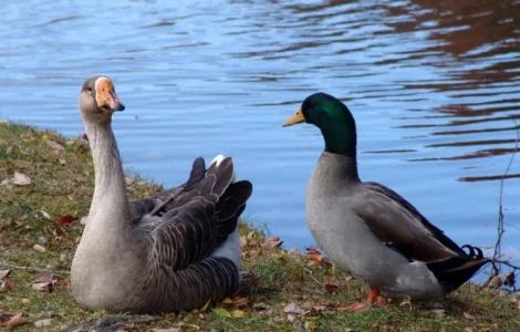 Закуповую Пух Перо свіже Гусяче