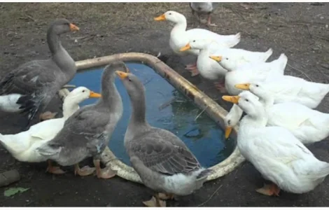 Куплю на постійній основі Пух Перо свіже Гусяче