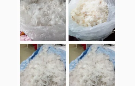 Закуповуємо пір'я гусяче