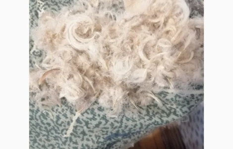 Пройом пір'я