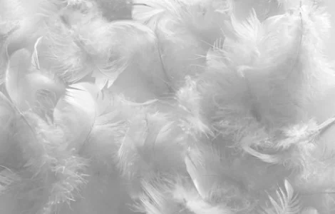 Продаю гусиные перья