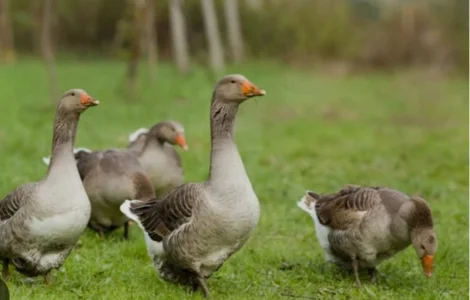 Покупаем пух-перо, старые подушки, перины