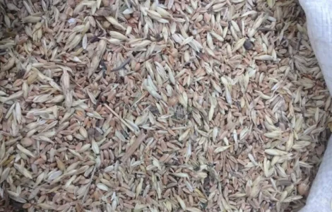 Куплю зерноотходы Украина