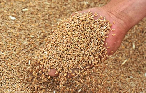 Купуємо зернові протягом року