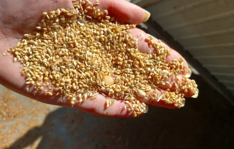 Продам відходи від очистки проса 2 грн/кг