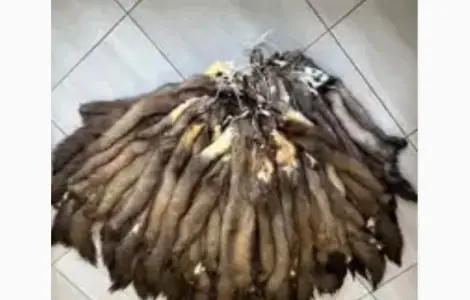 Дорого куплю мех шкуры Куницы