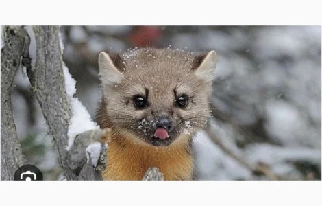 Купую хутро куниці дорого