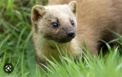 Куплю мех куницы и енота