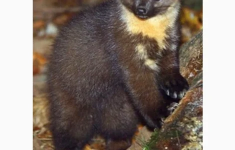 Куплю куницю дорого