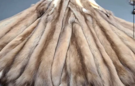 Покупаем шкуру куницы оптом