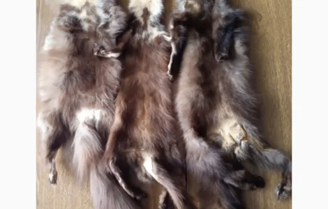 Куплю купуємо Дорого шкури куниць
