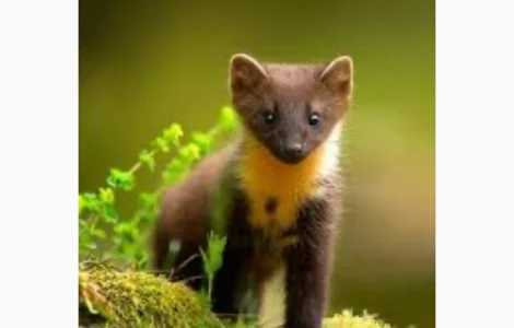 Куплю шкури Куниці ДОРОГО