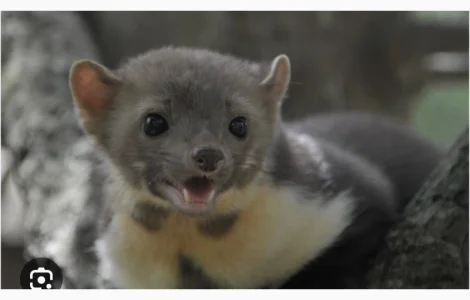 Покупаем шкуры куницы, енота, кролика, выдры и лисицы