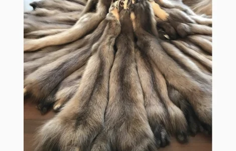 Куплю шкури куниць