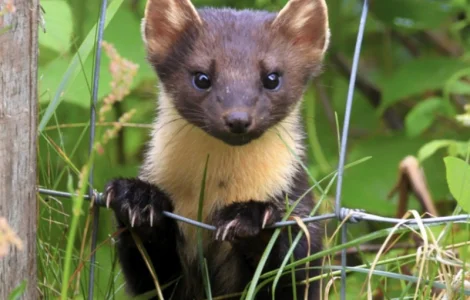 Купую хутро куниці