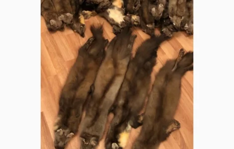 Куплю куницю