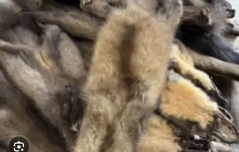 Покупаем дорого шкуры мех куницы