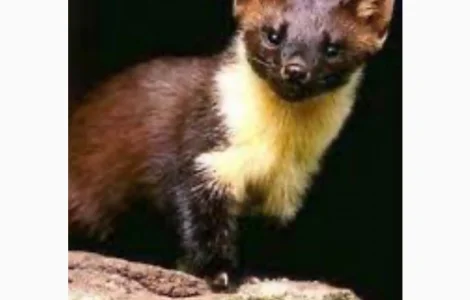 Купуємо хутро Куниці та лиса