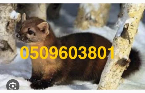 Купую шкури куниці та інше