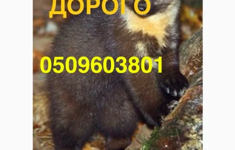 Покупаем шкурки куницы дорого в Виннице и области