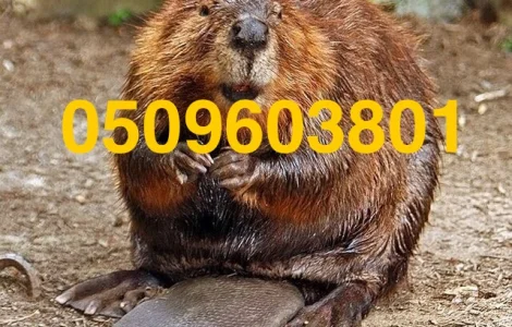 Покупаем шкурки бобра ДОРОГО