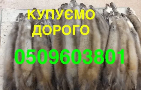 Скупка шкур куниці за найвищими цінами
