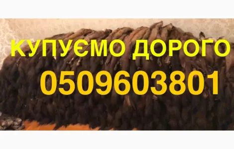 Покупаем мех шкуры куницы ДОРОГО мех