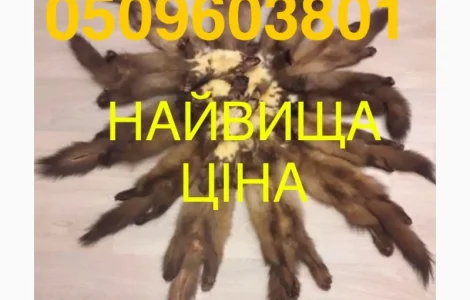 Закупівля по найкращих цінах шкір куниці (знайшли дорожче-ми заплатимо ще дорожче )