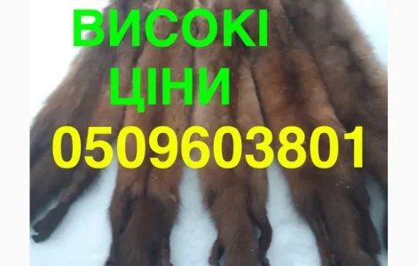 Куплю шкуру куницы по высокой цене