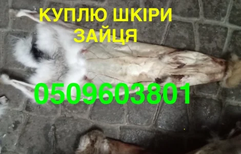 Купуємо сухі не солені шкіри зайця ДОРОГО