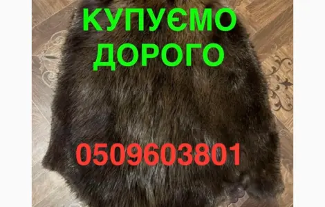 Покупаем ДОРОГО сухие не соленые шкуры бобра