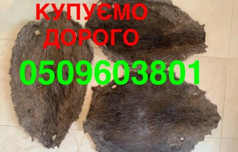 Купуємо сухі шкури бобра дорого