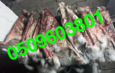 Покупаем сухие шкуры зайца