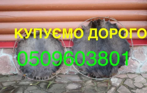 Покупаем дорого сухие не соленые шкуры бобра без жира и мяса