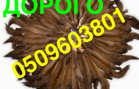 Куплю шкуры куницы по самым высоким ценам