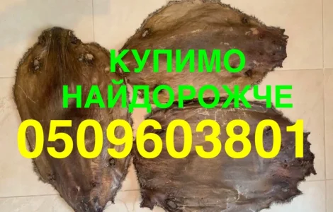 Купуємо дорого шкуру сухого бобра
