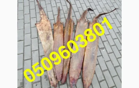 Покупаем сухую шкуру выдры