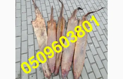 Покупаем сухую шкуру выдры