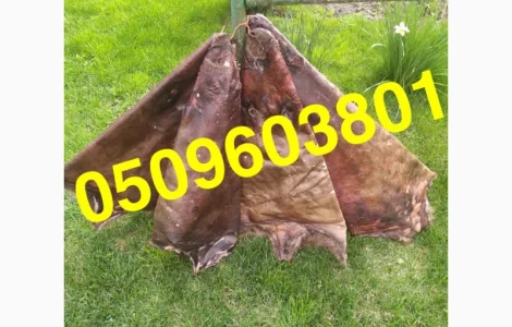 Купуємо сухі не солені шкіри бобра та струю