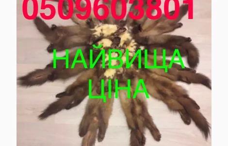 Купуємо куницю за найвищою ціною