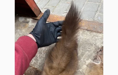 Куплю шкурки куницы и бобра дорого