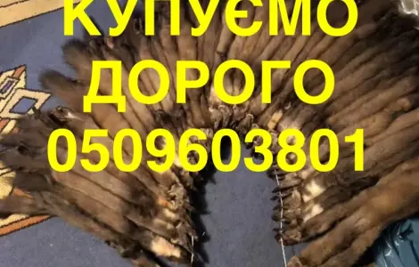 Купуємо дорого куницю / бобра / зайця