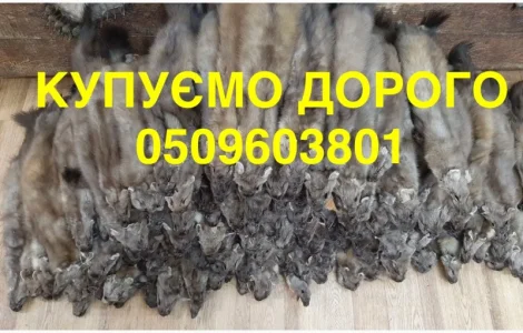 Купим шкурки куницы и бобра по высокой цене
