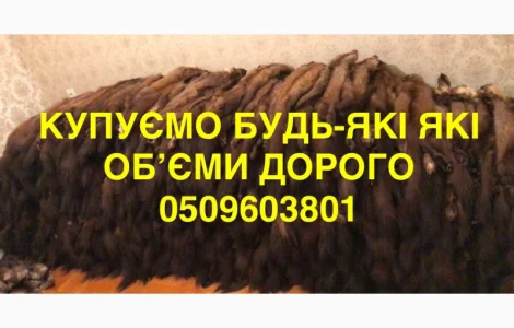 Купуємо шкури куниці будь-яких об'ємів дорого