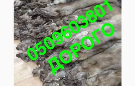 Закупівля шкір куниці хутро куниці