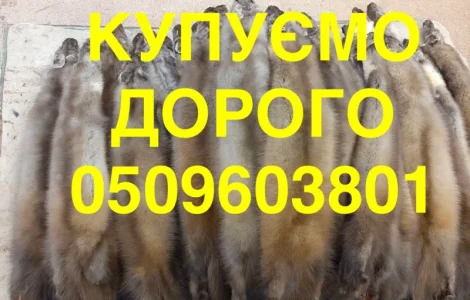 Куплю шкурки куницы по высокой цене