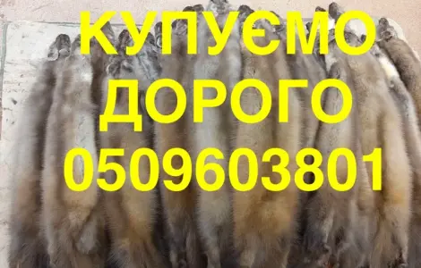 Купівля куплю шкіри куниці ДОРОГО НАЙВИЩА ЦІНА