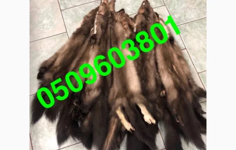 Покупаем куницу и другие меха