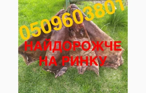 Куплю сухие не соленые шкурки бобра – лучшие цены в Ровно