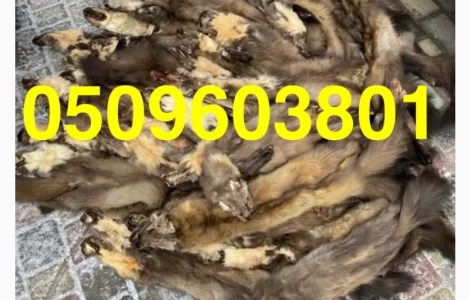 Куниця лісова Кам’янка куплю ДОРОГО